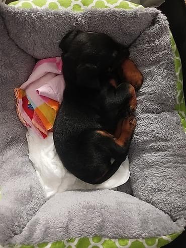 meymun heyvan: Doberman, 1 ay, Erkek — 4