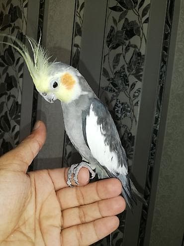 Ərkək Korella papuqayı – ələ öyrəşmiş, sakit və mehriban ev quşu