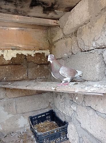 göyerçinler: Pastovu erkey Məhsul: Ev göyərçini (şəkillərdə) Təsvir: - Rəng — 1