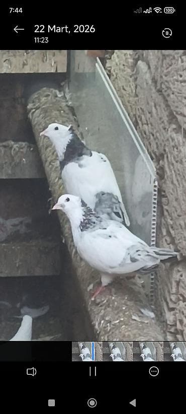 adana göyərçin: Məhsul:Hazır cüt əbres boyunlar quyruqlari destdir pul lazım olduğu — 5