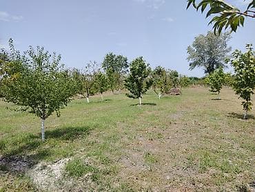 1 sot nece hesablanir: Kənd təsərrüfatı — 4