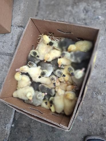 Məhsul: qaz balaları (cücələr) Təsvir: - Karton qutuda yeni çıxmış
