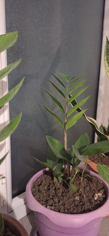 Çöl bitkiləri: Zamioculcas zamiifolia (ZZ plant) – qəhvəyi plastik dibçəklə birlikdə — 4