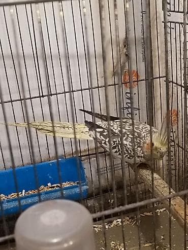 tutuquşlar: Hamıya salamlar. Cavan cüt və ya tək-tək korella satıram.Quşların — 1