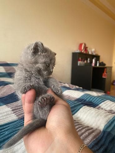 Digər heyvanlar: Boz tüklü balaca pişik balaları - Cins: boz rəngli, yumşaq, sıx tüklü — 2