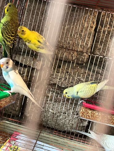 попугай жако купить в баку: Papuqay — 6