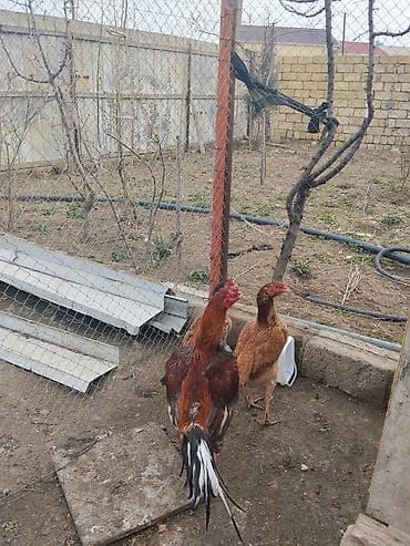 samoyed satisi: Toyuq, Damazlıq — 2