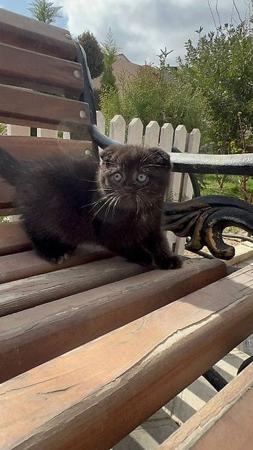 pişiy: Skottish Fold balaları – ev heyvanı kimi - Cins: Scottish Fold — 4