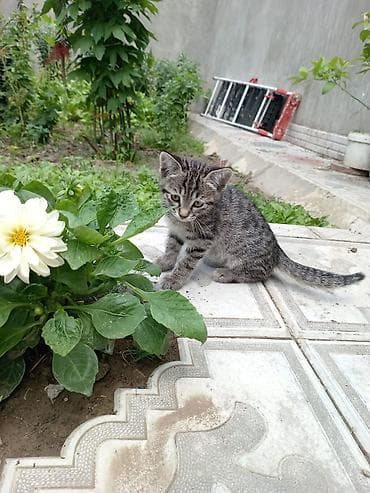 pişim: Tabbi — 2