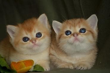 Птицы: Золотая шиншилла, Самец, Самка, Самовывоз — 1