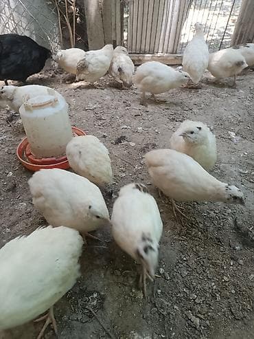 bildircin qiyməti: Yumurtaya hazir bildircinler satilir. Icinde bezileri artiq yumurta — 2