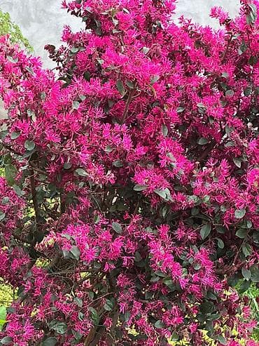 şiş burun xurma: Loropetalum chinense “Mərcan çiçəkli” kol bitkisi - Məşəmtili, parlaq — 1