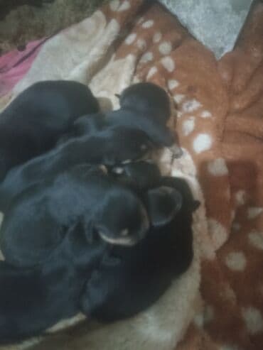 it sekili: Rotveyler, Pulsuz çatdırılma — 3