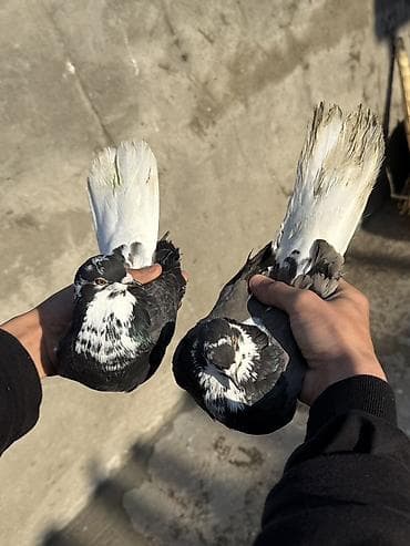 pavlin goyercin: Göyerçinler aq quyruqlar ekey maya esenlerdendi nikalayisqi cutu 35 m — 8