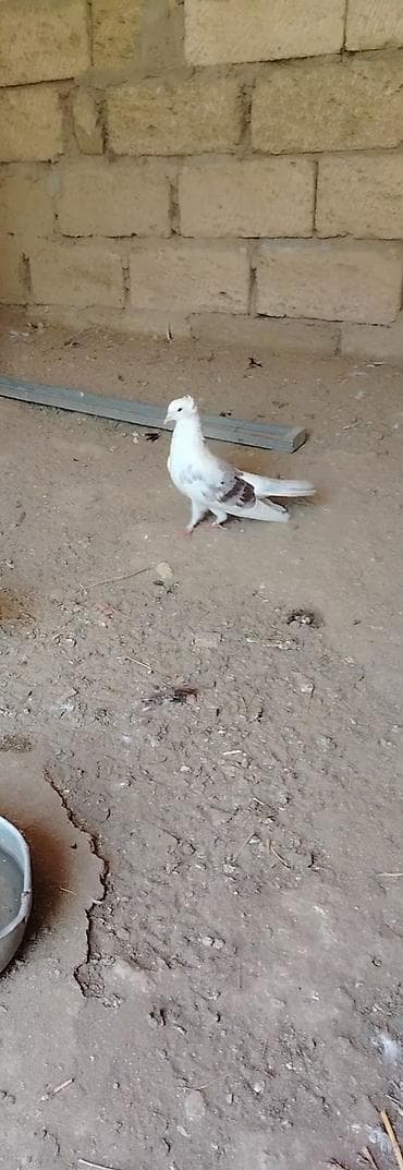 tovuz qusu: Mor cep erkey tumluq heyvandi balalari 6 7 rahat ucur qiymete gore — 2