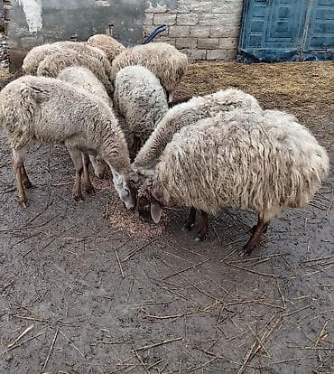 cins it: 10qoyun 3 quzu satilir reyal alıcilar zeng eləsin — 9