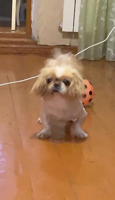 it: Pekines — 3