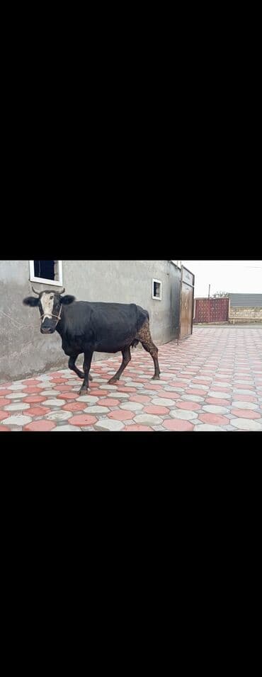 i̇nəklər: Salam gördüyuz duye satılır 2qarina 6ayliq boğazdı 1ci qarında 15 — 2