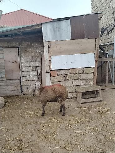 Собаки: Ягненок, Самец, месяцев: 7, 30 кг, Для мяса, Самовывоз — 2