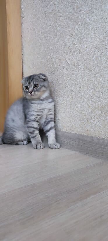 şinşila pişik satılır: Britan, Dişi — 1