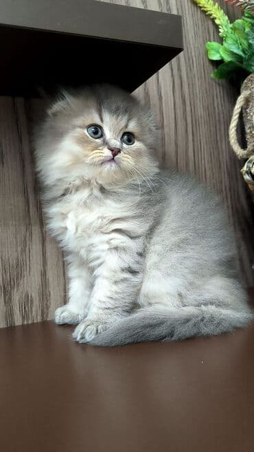 wotland pişiyi: Britan — 2