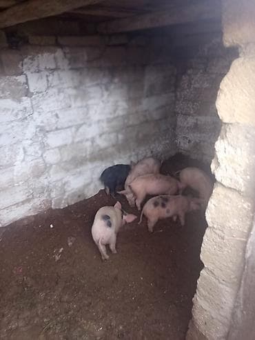 donuz: Məhsul: Donuz balaları (şahinli, ləkəli və açıq rənglərdə)biri 150m — 2