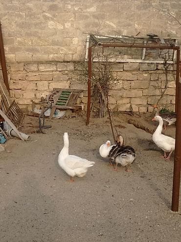 Digər heyvanlar: Dişi, Ətlik, Ünvandan götürmə — 4