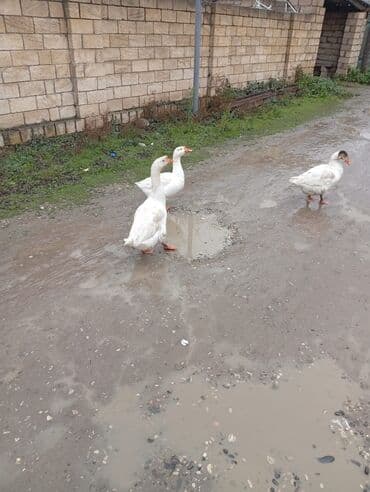 1 erkey 3 dişi 1-ededi 35 azn Diri cekisi 4 kq texmini Vhap aktivdi lalafo.az -da 1 erkey 3 dişi 1-ededi 35 azn Diri cekisi 4 kq texmini Vhap aktivdi