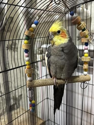 Heyvanlar: Nimfa (Cockatiel) tutuquşu - Növ: Nimfa (Nymphicus hollandicus) – — 2