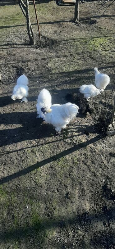 kürd toyuq: Toyuq, Damazlıq — 3