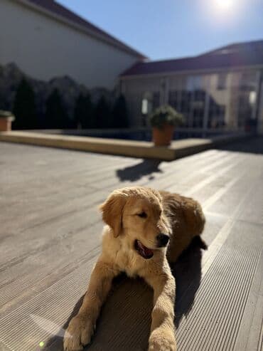 Retriever, 4 ay, Dişi, Peyvəndli