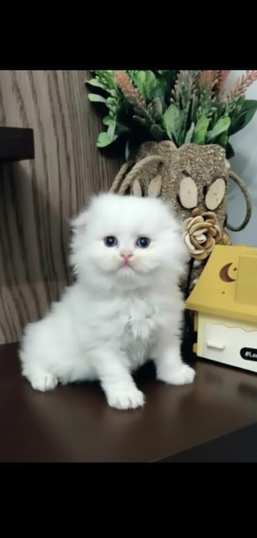 belçika çoban iti: Şinşilla, Dişi — 2