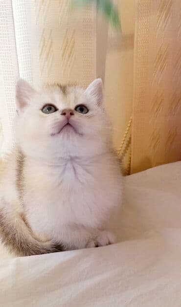 сколько стоит котенок: Британская, Самец, В добрые руки, Самовывоз — 3