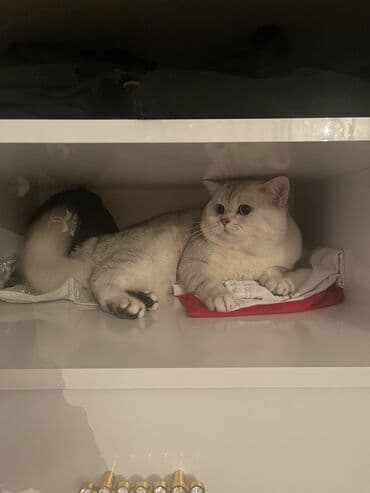 vecerni platya 2023: Cutleşdırılır Şimşilla Brıtan — 2