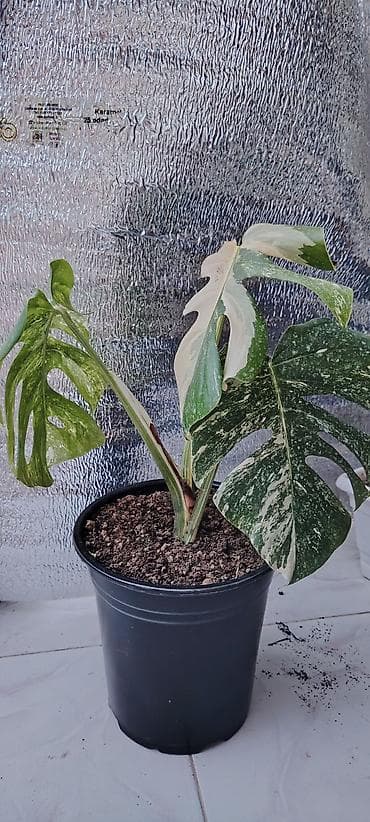 sine boyuden bitki: Məhsul: Variegatlı Monstera (Monstera deliciosa variegata) – ağ-yaşıl — 1