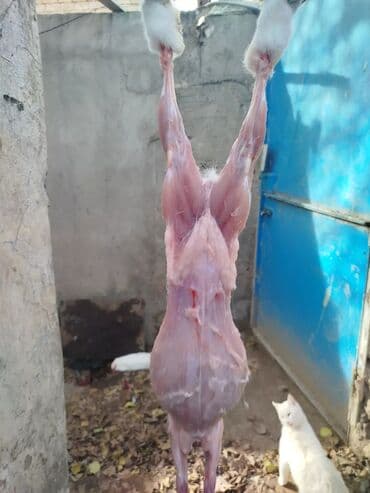 baliq topdan satis: Dovşan eti halal kesilmiş halal ceki 1 ededi gelir 1k.800q. 1k.500q — 35