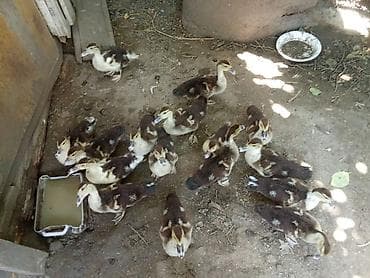 Muscovy (indoutka) ördək balaları satılır.12 dənəsini alana biri pay