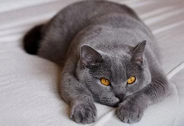 pisik şotlant: Şotland, Erkək, Yaxşı əllərə, Ünvandan götürmə — 4