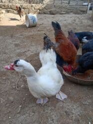 Inəklər, öküzlər: Erkək, | Lal ördək, Ətlik — 6