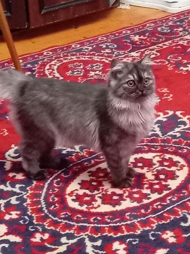 boz pişik: Yaxşı əllərə — 1