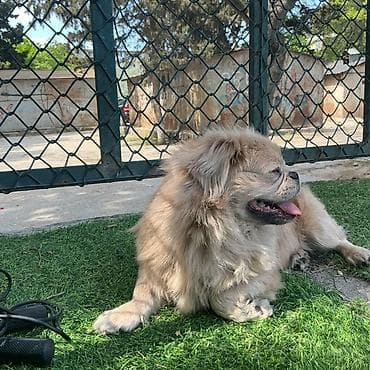 Pekines — 3
