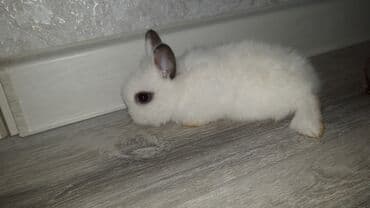 hinduşqa cücəsi: Miniatür dovşan balaları - Növ: dekorativ miniatür (cücə) dovşanlar - — 7