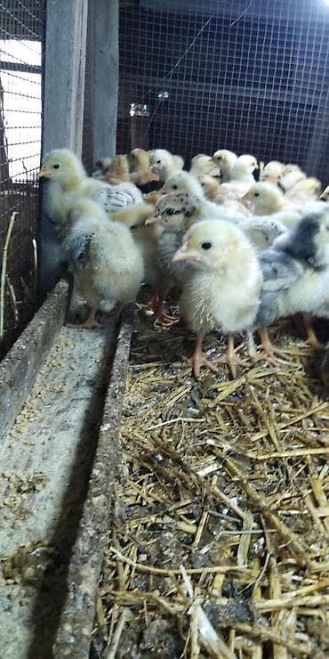 cücə satan: Toyuq cücələri, Damazlıq — 1