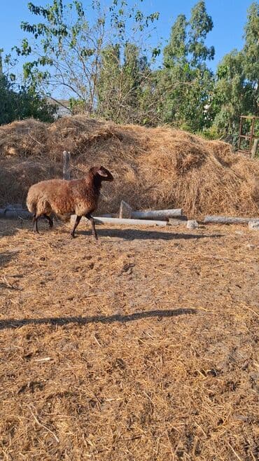 qurbanlıq qoyun: Erkək, Qala, il: 1, 110 kq, Damazlıq, Ünvandan götürmə — 6
