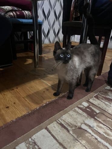 pişik tasma: Siam — 2