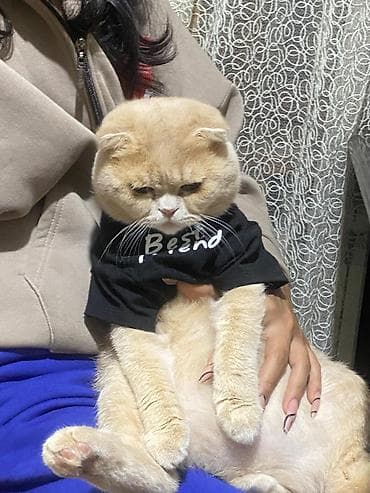 Pişiklər: Şotland, Erkək, Cütləşmə üçün — 3