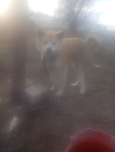 akita it: Akita Yapon iti. maraqlanmağ istəyənlərin nəzərinə çatdırım ki Haci — 2