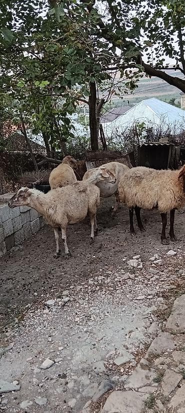 keci dişi: 5 baş kök boğaz heyvanlardır.Real alıcıya cüzi endirim olunacaq — 3
