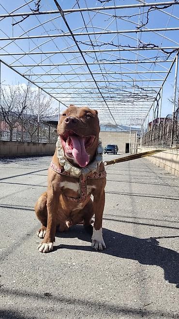 golden it cinsi: Pitbul, 10 ay, Erkek, Peyvəndli — 1