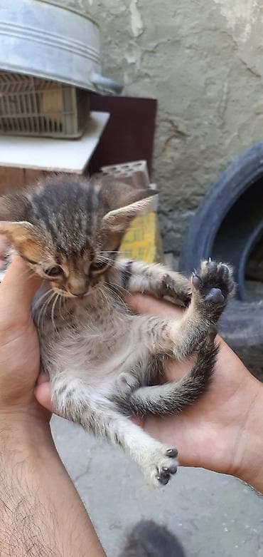 meyn kun: Tabbi, Erkək, Yaxşı əllərə, Ünvandan götürmə — 9